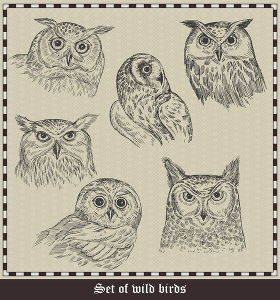 Set of birds.Owls. Vector illustration