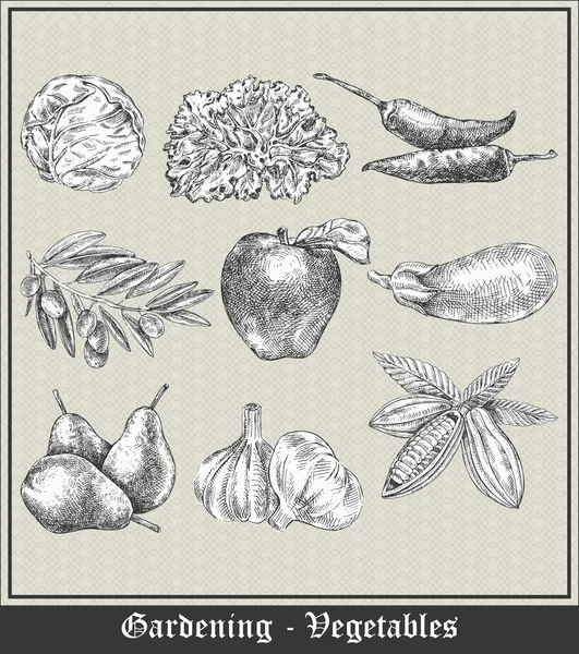 ガーデニング 野菜と Fruits Cabbage レタス 唐辛子 オリーブ リンゴ ニンニク ココア豆とヴィンテージのバナー — ストックベクタ