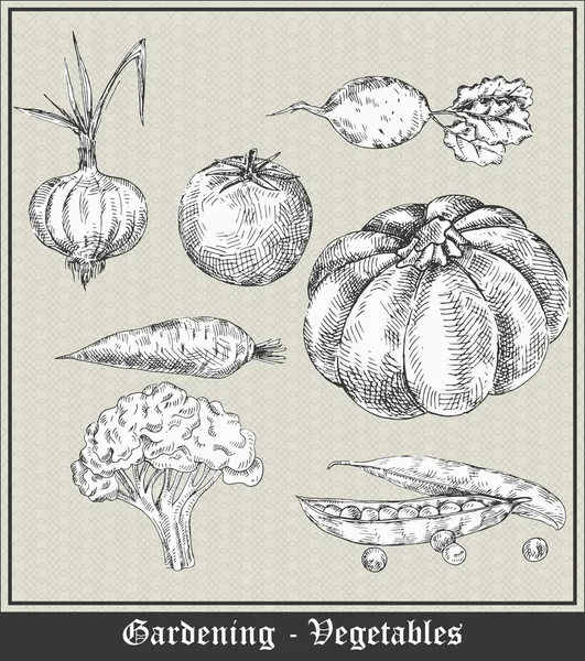 Gartenarbeit Vintage Banner Mit Gemüse Und Obst Zwiebeln Tomaten Rüben — Stockvektor