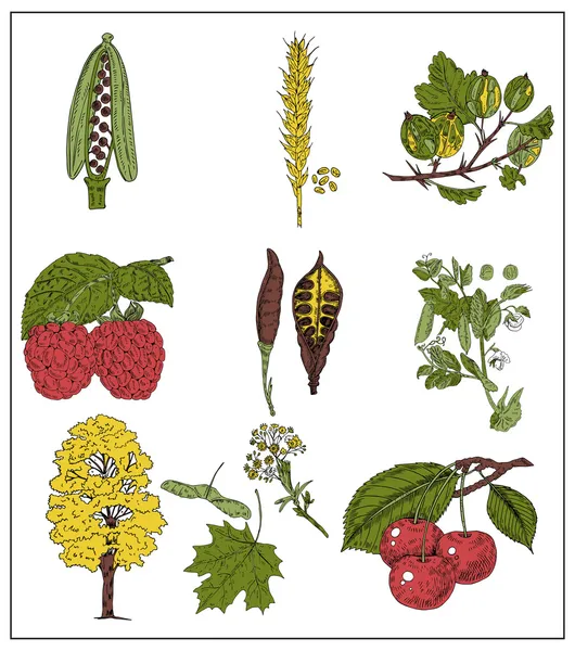 Beeren Körner Und Bohnen Isoliert Auf Weiß Vektorillustration — Stockvektor