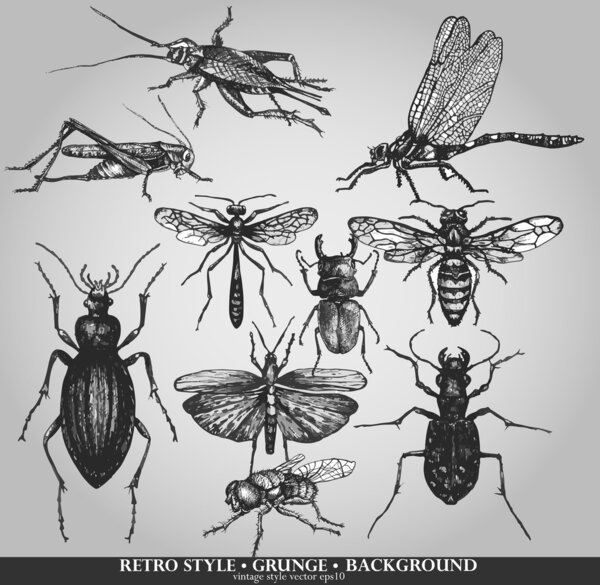 Vector set of insects on grunge background