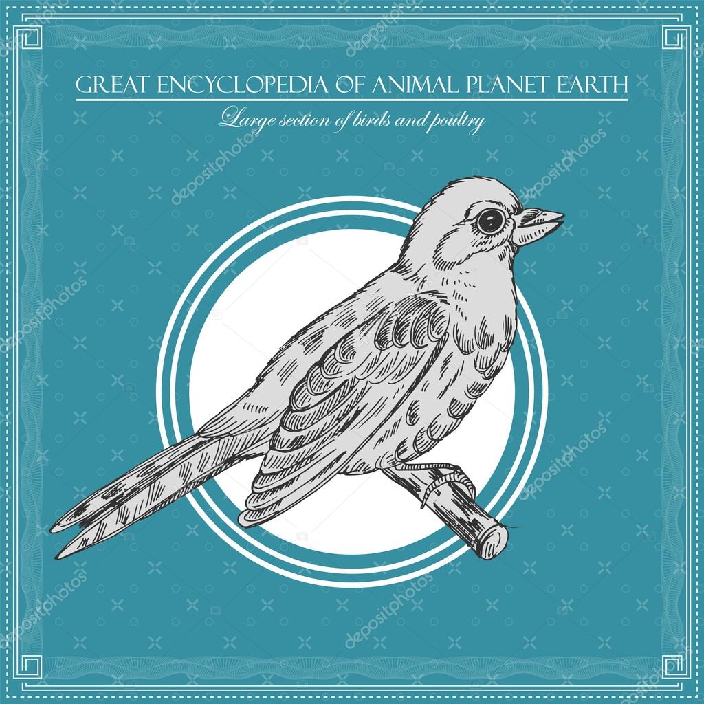 Grande Enciclopédia Planeta Animal Terra Vintage Aves Ilustração — Vetor de Stock © ClassyCatStudio #27998135 Grande Enciclopédia Planeta Animal Terra Vintage Aves Ilustração — Vetor de Stock © ClassyCatStudio #27998135
