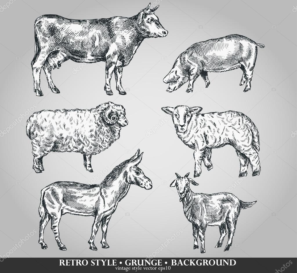 Set of domestic animals cow, sheep, pig, goat, donkey. Vector illustration