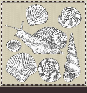 Snail and shells. Vintage style illustration clipart