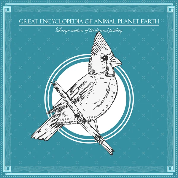 Oiseau Illustration Pour Une Grande Encyclopédie Des Oiseaux Des Animaux — Image vectorielle