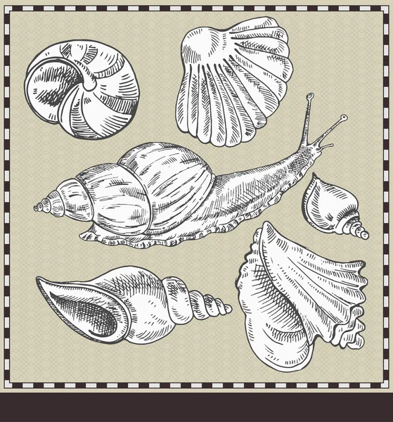 Caracol Conchas Ilustração Estilo Vintage — Vetor de Stock