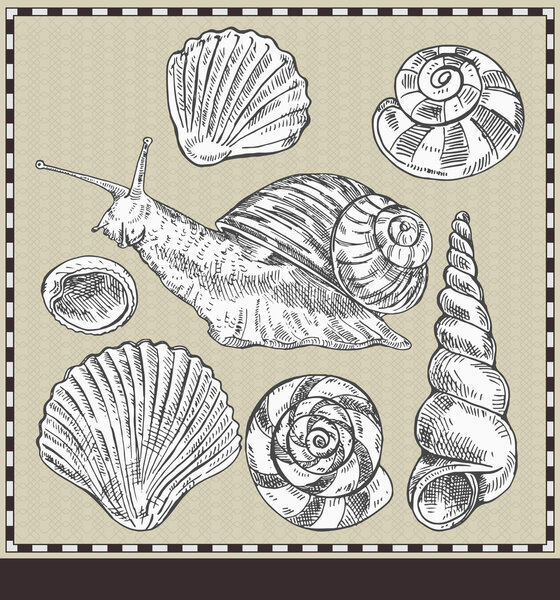 Улитки и раковины. Иллюстрация винтажного стиля
