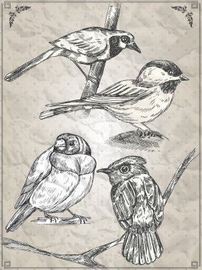 Set of birds. Vector illustration clipart