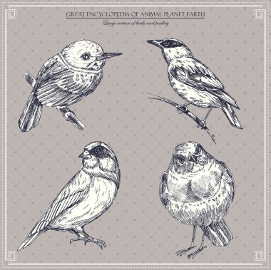 Set of birds. Vector illustration clipart
