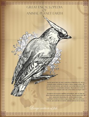 Bohemian Waxwing from Great Encyclopedia of Animal planet Earth. retro vector illustration clipart