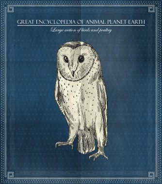 Vector owl from Great Encyclopedia of Animal Planet Earth on blue background clipart