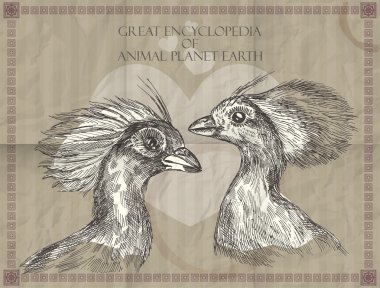 Vector peacocks heads from Great Encyclopedia of animals Planet Earth clipart