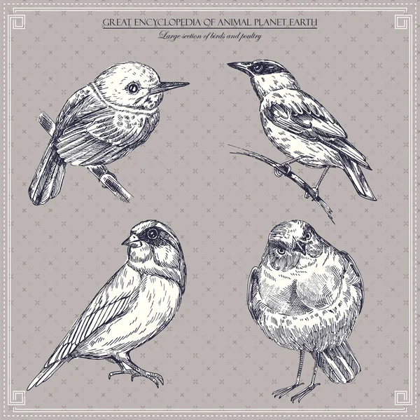 Conjunto Pájaros Ilustración Vectorial — Vector de stock