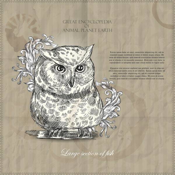 Vector owl from Great Encyclopedia of Animal Planet Earth on brown background