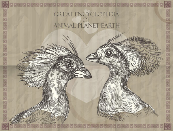 Vector peacocks heads from Great Encyclopedia of animals Planet Earth