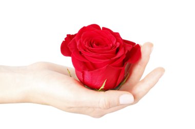 kırmızı bir gül tutan