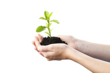 Growing plant in a hand clipart