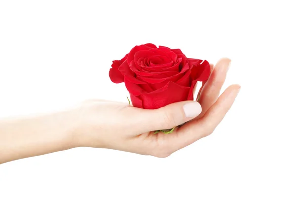 Holding a red rose — Stock Photo, Image