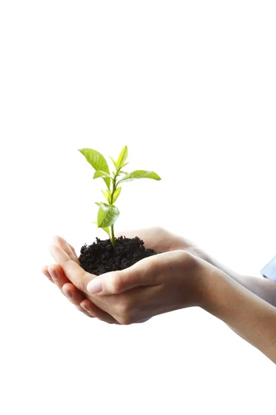 Växande plantan i en hand — Stockfoto