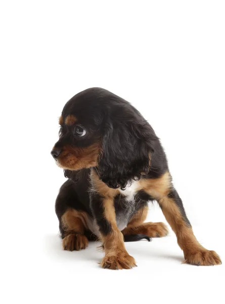 Cavalier king charles spaniel valp — Stockfoto