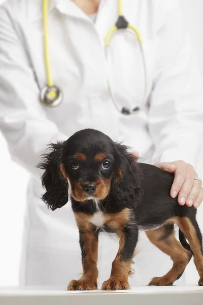 Söt valp på veterinär — Stockfoto