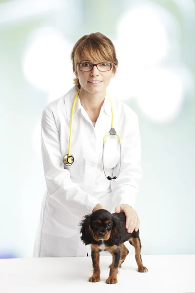 Giovane cane cucciolo e un veterinario femminile — Foto Stock