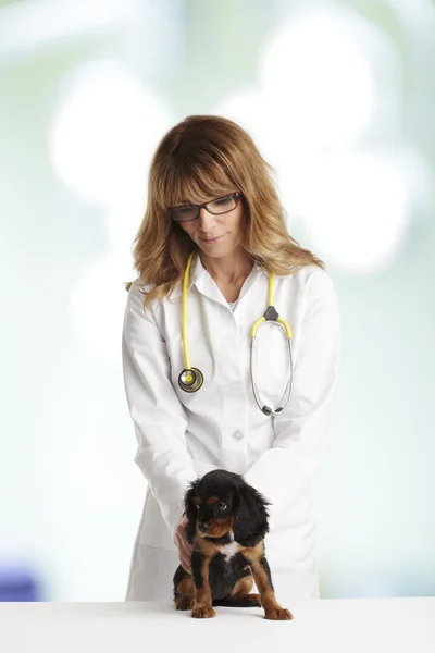 Young Puppy Dog and a Female Veterinarian — Stock Photo, Image