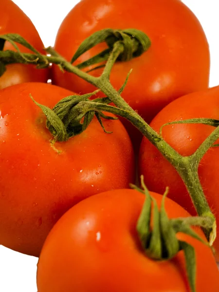 Tomates frescos de videira — Fotografia de Stock