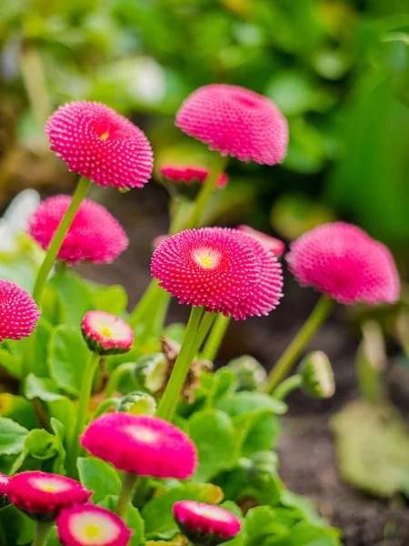 Pretty pink & yellow flowers — Stock Photo, Image