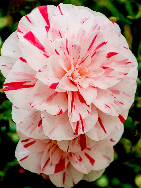 Rosa und weiße Blume — Stockfoto