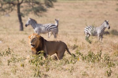 Kenya: from lakes to Maasai Mara National Park