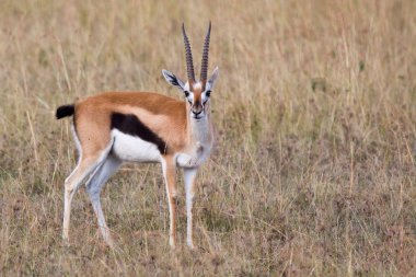 Kenya: from lakes to Maasai Mara National Park