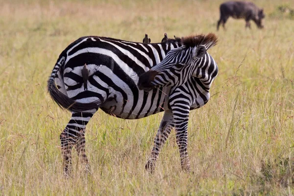 Kenya: from lakes to Maasai Mara National Park — Stock Photo, Image