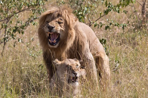 Kenya: from lakes to Maasai Mara National Park — Stok fotoğraf