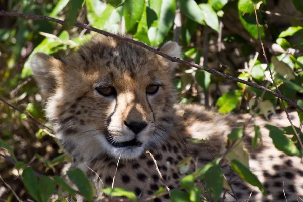 Quênia: dos lagos ao Parque Nacional Maasai Mara — Fotografia de Stock