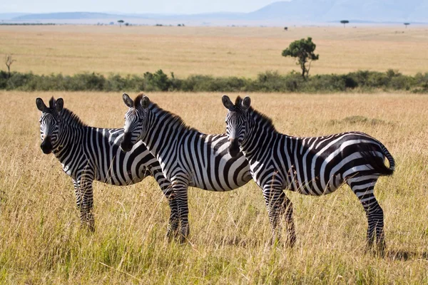 Kenia: Von Seen zum Masai-Mara-Nationalpark — Stockfoto