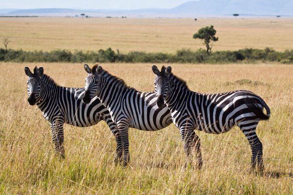 Kenya: from lakes to Maasai Mara National Park