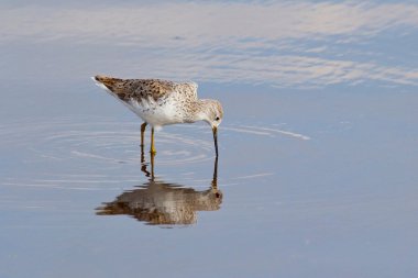 Kenya: from lakes to Maasai Mara National Park