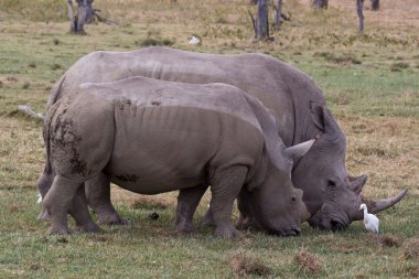 Kenya: from lakes to Maasai Mara National Park