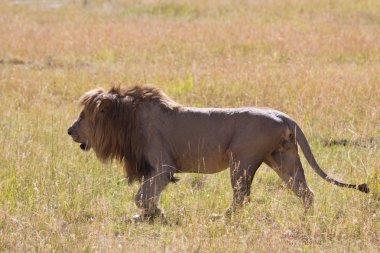 Kenya: from lakes to Maasai Mara National Park