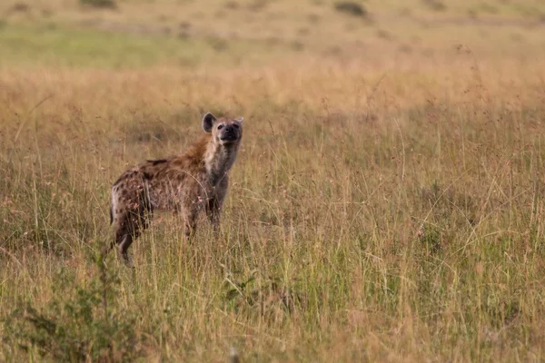 Kenya: from lakes to Maasai Mara National Park — Zdjęcie stockowe
