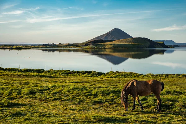 Paarden Aan Oever Van Het Meer Van Myvatn Bij Zonsondergang — Stockfoto