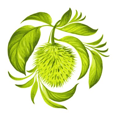 Dekoratif süs soursop yaprakları ile