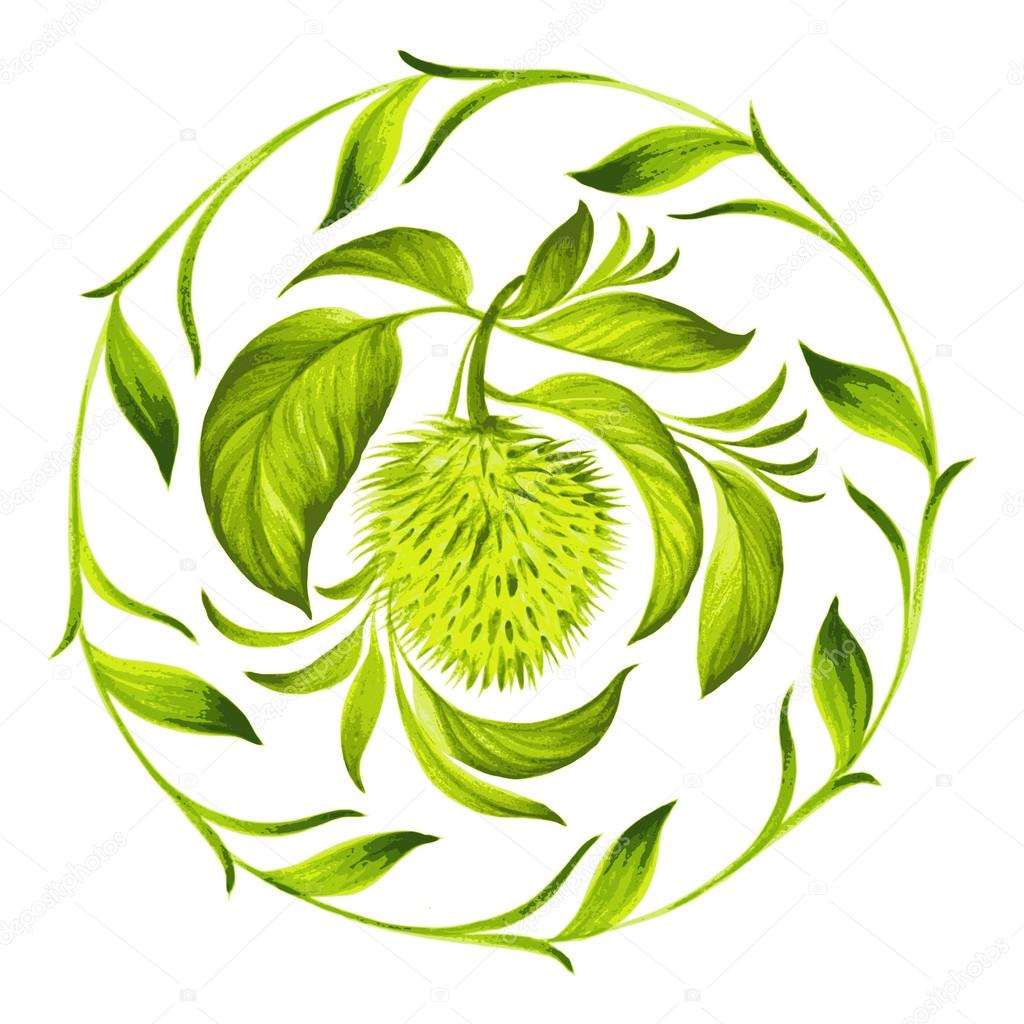 decorative circle soursop with leaves