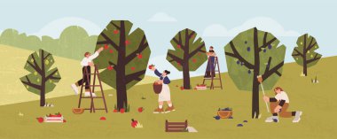 People gathering fruits in orchard into wooden baskets, boxes. Farmers picking ripe apples, plums and pears from trees in garden. Gardeners collecting harvest using ladders. Seasonal agricultural work