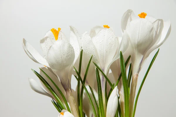 Crocus — Stockfoto