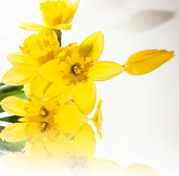 Daffodil — Stock Photo, Image