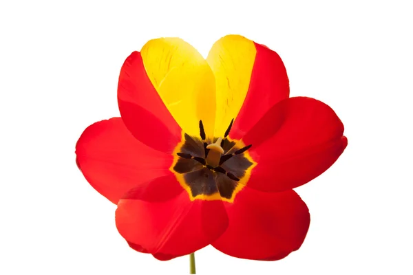 Petals of tulip — Stock Photo, Image