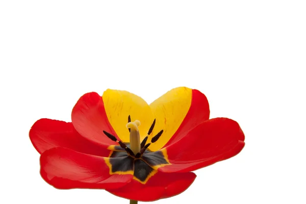 Petals of tulip — Stock Photo, Image