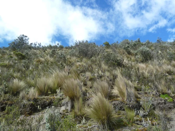 Cotopaxi National Park, Ecuador — Stock Photo, Image